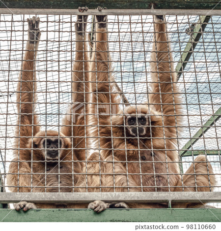 Monkeys staying in the cage. Animal rights concept Monkeys staying in the cage. Animal rights concept 98110660