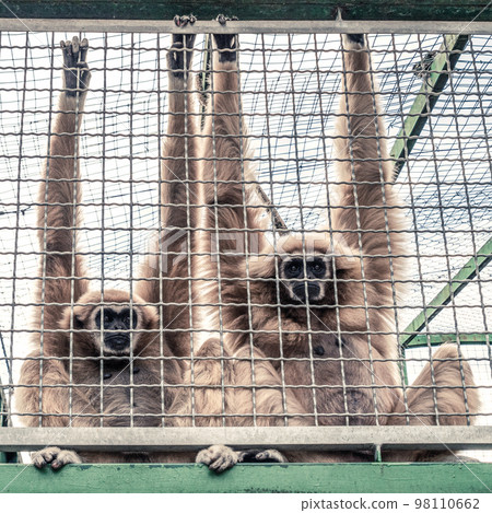 Monkeys looking from behind in the cage. Animal rights concept 98110662