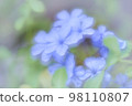 Ruri Matryu flower 98110807