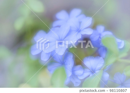 Ruri Matryu flower 98110807