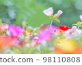 White flowers blooming in a colorful flower garden 98110808