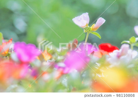 White flowers blooming in a colorful flower garden 98110808