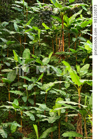 Banana tree plantation Banana tree plantation 98110873