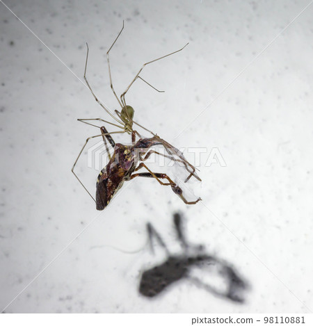 Spider and dead prey on the wall in the room Spider and dead prey on the wall in the room 98110881