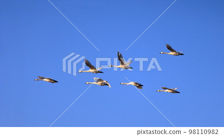 A swan flying in the blue sky A swan flying in the blue sky 98110982