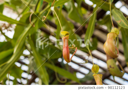 Carnivorous pitcher plants or monkey cups in the garden 98112123