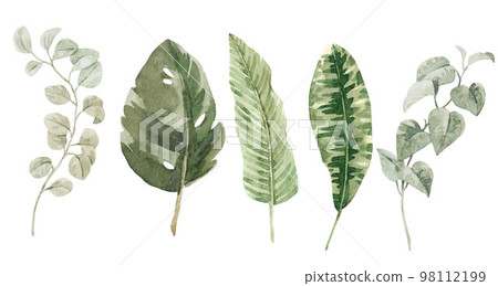 Beautiful clip art stock illustration with hand drawn watercolor colorful tropical palm leaves. 98112199