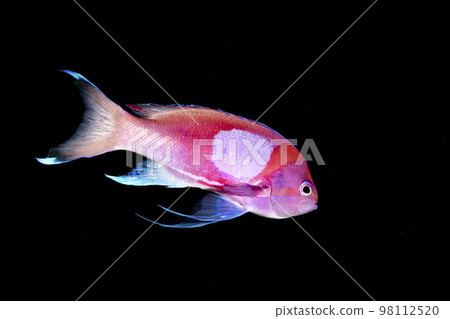 Violet Naga Hananai 98112520