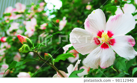 Scenery with flowers of sycamore 98112940