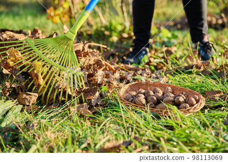 Woman with rake clearing leaves under walnut tree, collecting fallen walnuts 98113069