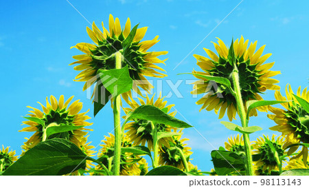 Scenery of sunflowers in the sunflower field adjacent to the roadside station "Orai Hasunuma" Scenery of sunflowers in the sunflower field adjacent to the roadside station "Orai Hasunuma" 98113143