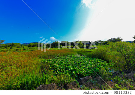 Upper Pond, Pond, Sangdeokcheon, Water Lily, Ecology, Swamp, Wetland, Upper Pond, Pond, Sangdeokcheon, Water Lily, Ecology, Swamp, Wetland, 98113382