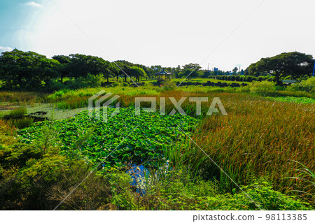 Upper Pond, Pond, Sangdeokcheon, Water Lily, Ecology, Swamp, Wetland, Upper Pond, Pond, Sangdeokcheon, Water Lily, Ecology, Swamp, Wetland, 98113385