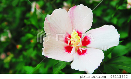 風景與梧桐花 風景與梧桐花 98113532