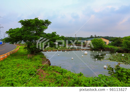 Jorokmul, Mureung-ri, Daejeong-eup, pond, water lily, rural area, Jorokmul, Mureung-ri, Daejeong-eup, pond, water lily, rural area, 98113827