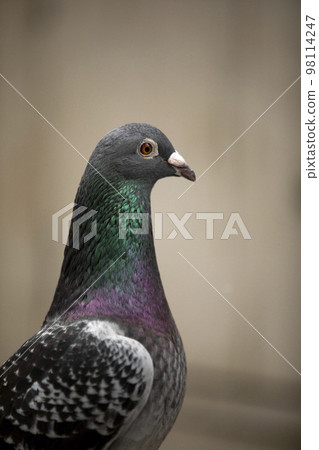 close up headshot of male homing pigeon close up headshot of male homing pigeon 98114247