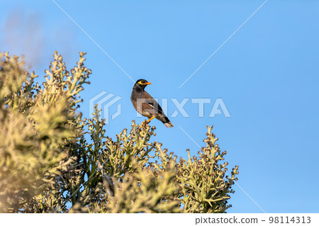 Bird Common myna, Acridotheres tristis, Anakao, Madagascar 98114313