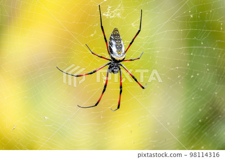 Golden Silk Orb-Weaver, Trichonephila - Nephila inaurata madagascariensis, Ranomafana National Park, Madagascar 98114316