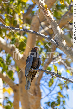 Greater vasa parrot, Coracopsis vasa, Tsimanampetsotsa Nature Reserve, Madagascar 98114317
