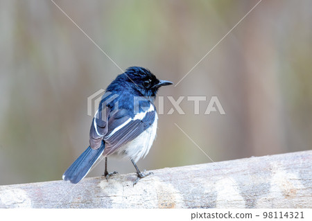 Madagascar Magpie-Robin, Copsychus albospecularis male 98114321