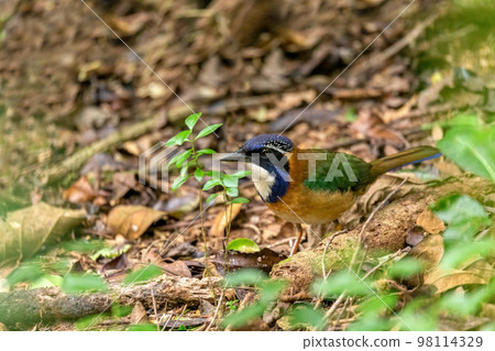 Pitta-Like Ground Roller (Atelornis Pittoides), Ranomafana National Park Pitta-Like Ground Roller (Atelornis Pittoides), Ranomafana National Park 98114329