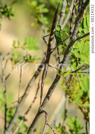 Stick Insect, Achrioptera impennis, Isalo National Park, Madagascar Stick Insect, Achrioptera impennis, Isalo National Park, Madagascar 98114332