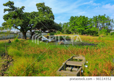Catfish, tide pool, pond, water lily, dead tree, independent tree, cattail, 98114352