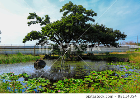 Catfish, tide pool, pond, water lily, dead tree, independent tree, cattail, Catfish, tide pool, pond, water lily, dead tree, independent tree, cattail, 98114354