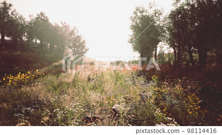 beautiful meadow in the park 98114416