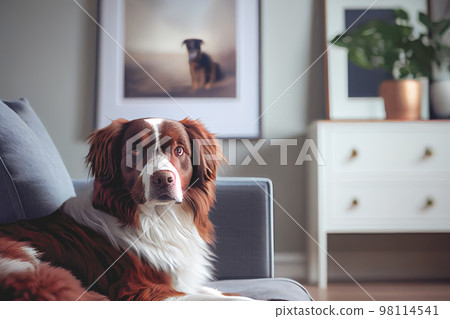 Close up of a friendly dog lounging in room with white furniture background. 98114541