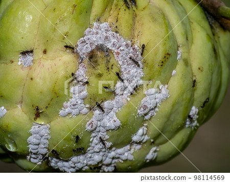 Close up of Ants and Pseudococcidae on Custard apple, Sugar apple fruit. Close up of Ants and Pseudococcidae on Custard apple, Sugar apple fruit. 98114569