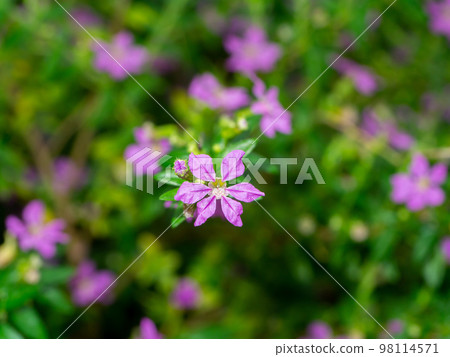 Close up False Heather, Elfin Herb flower with blur leaves background. 98114571