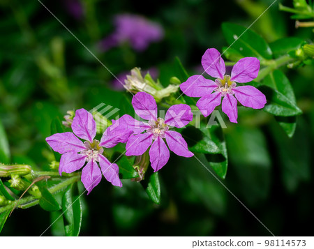 Close up False Heather, Elfin Herb flower with blur leaves background. 98114573