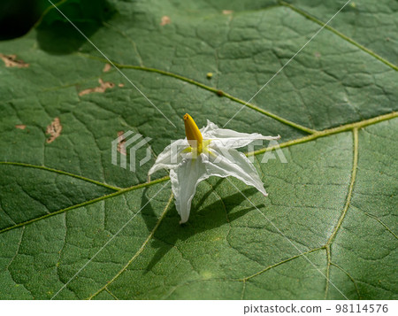 Close up Turkey berry flower with shadow on leaf background. 98114576