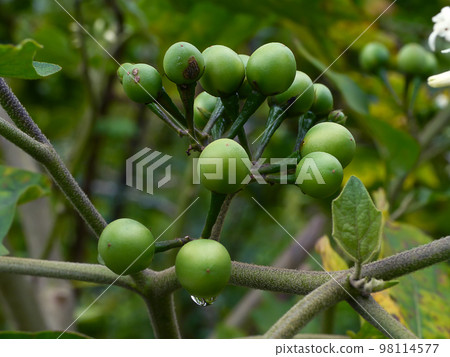 Close up Turkey berry flower on tree. 98114577