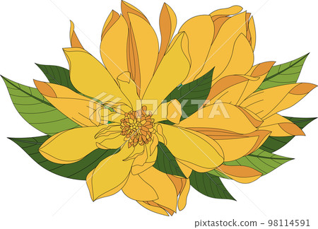 Illustration of Yellow Champaka blooming flower with leaves. Illustration of Yellow Champaka blooming flower with leaves. 98114591