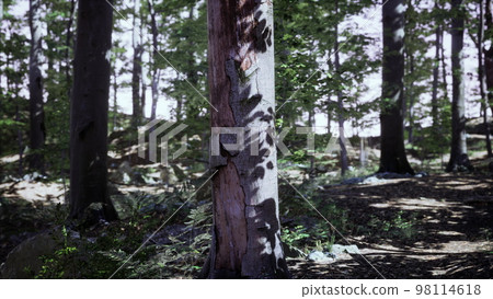 Forest scene with mossy ground in sunny evening in summer Forest scene with mossy ground in sunny evening in summer 98114618