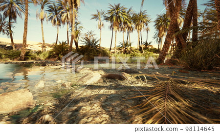 desert oasis lake pond with palm trees desert oasis lake pond with palm trees 98114645