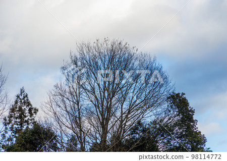 2023年早春的月瀨風景 藍天映襯著扇形枝條的落葉樹從雲層中窺視 2023年早春的月瀨風景 藍天映襯著扇形枝條的落葉樹從雲層中窺視 98114772