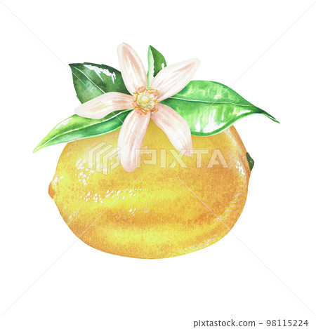 Yellow lemon with flower and leaves. Watercolor illustration. Isolated on a white background. For your design stickers, nature prints, kitchen accessories, product packaging with citrus acid or scent 98115224