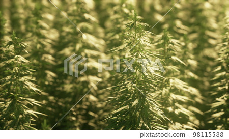 Hemp ripens under the sun 98115588