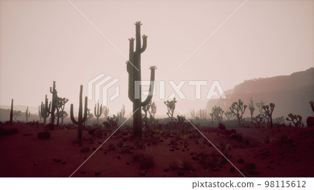 night at Saguaro National Park in Desert of Arizona 98115612