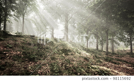 Sunlight in the green forest at spring time Sunlight in the green forest at spring time 98115692