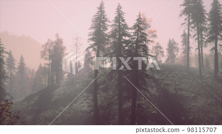 Evergreen fir trees with cones, peaks of French Alps mountains 98115707
