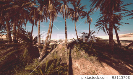 palms oasis in the Desert 98115708