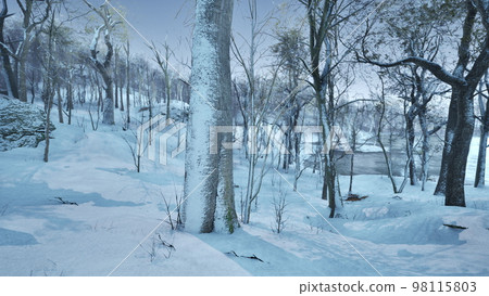 Warm winter sunset shining through a forest with tall pine trees 98115803