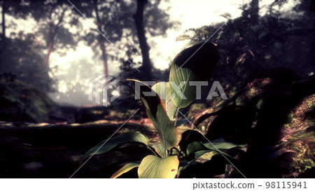 Green forest with ray of light Green forest with ray of light 98115941