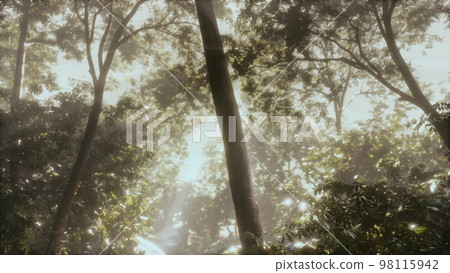 Green forest with ray of light Green forest with ray of light 98115942