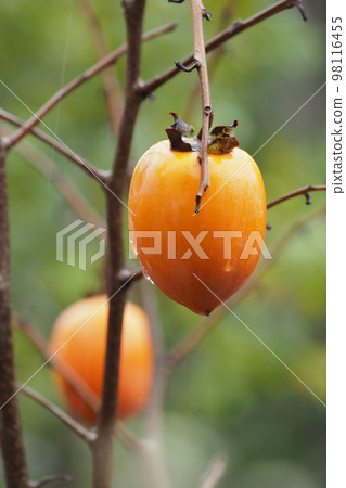 Persimmons in the garden of Rakushisha in Sagano, Kyoto 98116455