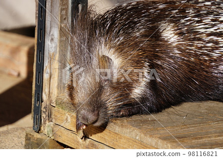 Porcupine (Inokashira Natural Cultural Park) 98116821